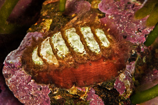 Chiton 1 rm